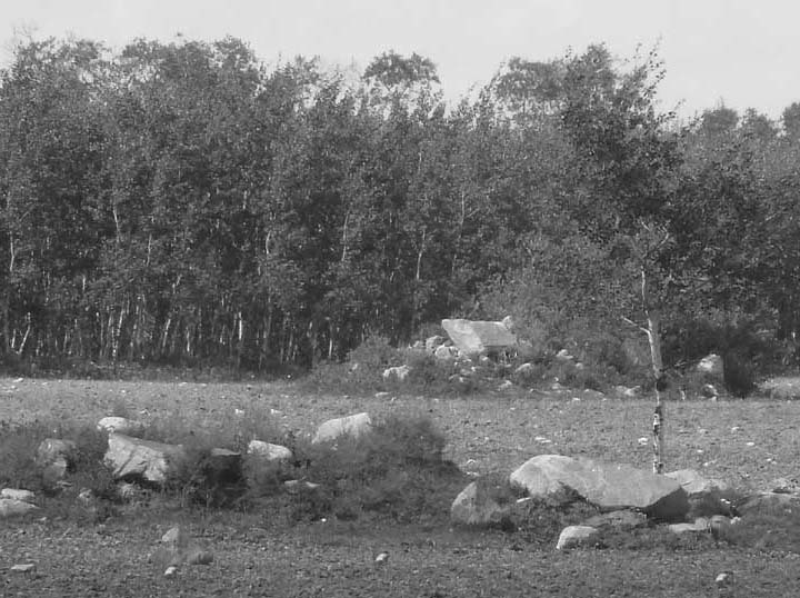 Rocks in Field